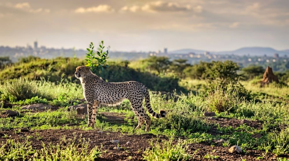 Giraffe with Nairobi city skyline at Nairobi National Park
