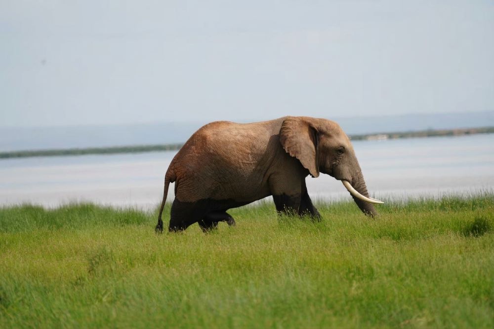 Elephants with Mount Kilimanjaro in Amboseli National Park
