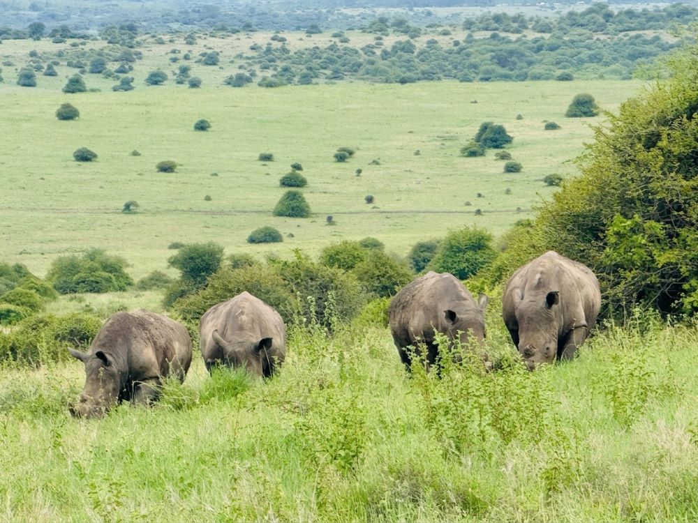 Maasai Mara safari jeep with wildebeest migration